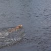 hundetreffen 03.09.2016 554